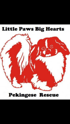 Little Paws Big Hearts Pekingese Rescue - Pet Shelter and Rescue in Portland, Maine