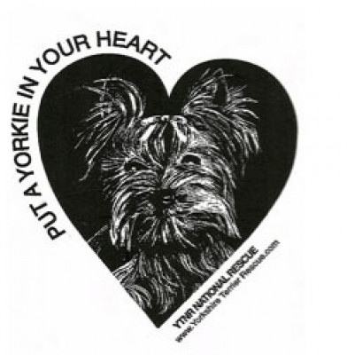Yorkshire Terrier National Rescue - Pet Shelter and Rescue in Oakley, California