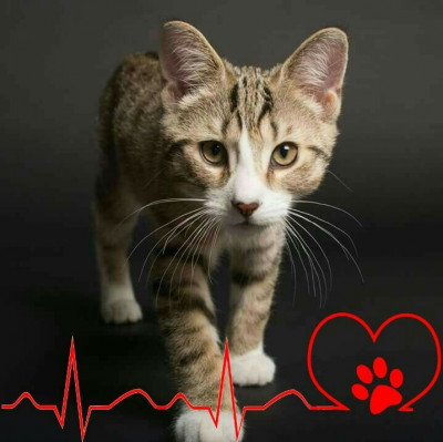 One By One, Inc. - Pet Shelter and Rescue in Temple, Pennsylvania