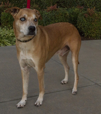 Blue HAWK (Helping Animals With Kindness) - Pet Shelter and Rescue in Slaughterville, Oklahoma