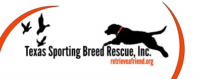 Texas Sporting Breed Rescue, Inc. - Pet Shelter and Rescue in Denton, Texas
