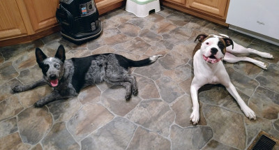 Dakota Animal Resource Coalition - Pet Shelter and Rescue in Scranton, North Dakota