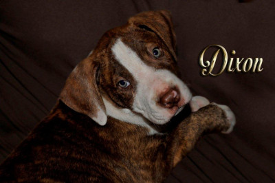 Homeless Pets Lifeline - Pet Shelter and Rescue in Waldron, Arkansas