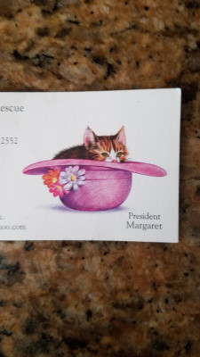 MDW Feline Rescue - Pet Shelter and Rescue in Newburgh, New York