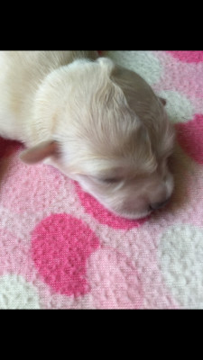 Used Pets - Pet Shelter and Rescue in Los Angeles, California