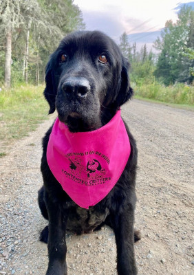Contented Critters Animal Shelter - Pet Shelter and Rescue in Ely, Minnesota