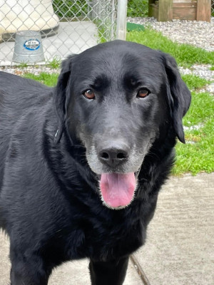 League For Animal Protection - Pet Shelter and Rescue in Fincastle, Virginia