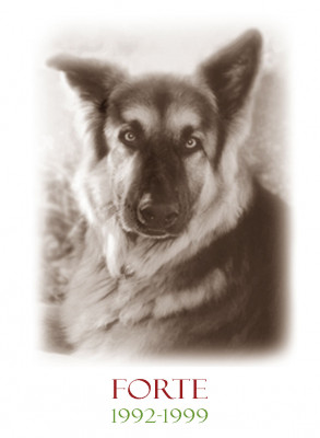 Forte Animal Rescue - Pet Shelter and Rescue in Marina Del Rey, California