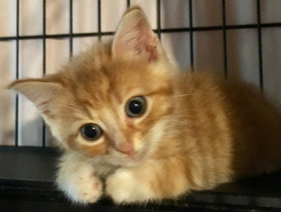 Pendleton Animal Welfare Shelter - Pet Shelter and Rescue in Franklin, West Virginia