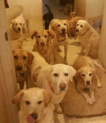 Country Ladies Rescue - Pet Shelter and Rescue in Bullard, Texas