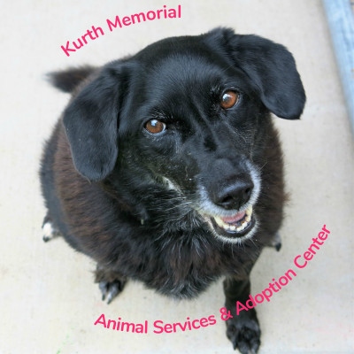 Kurth Memorial Animal Services & Adoption Center - Pet Shelter and Rescue in Lufkin, Texas
