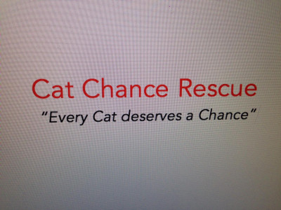 Cat Chance Rescue - Pet Shelter and Rescue in West Chester, Pennsylvania