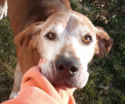 Agape Fosters - Pet Shelter and Rescue in Reinbeck, Iowa