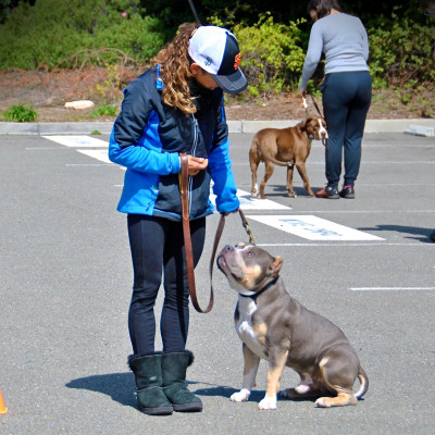 BAD RAP - Pet Shelter and Rescue in Oakland, California