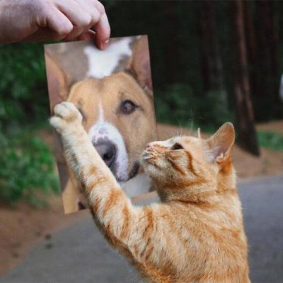 Smithtown Animal Shelter - Pet Shelter and Rescue in Smithtown, New York