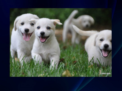 Lonely Hearts Animal Rescue - K9 Rescue - Pet Shelter and Rescue in Frederick, Maryland