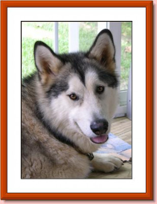 Alaskan Malamute Rescue Of Delaware - Pet Shelter and Rescue