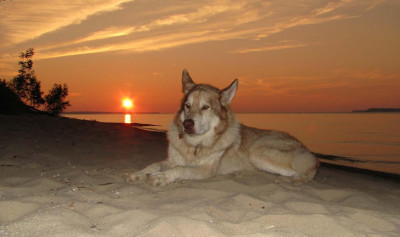 Great Lakes Humane Society - Pet Shelter and Rescue in Traverse City, Michigan