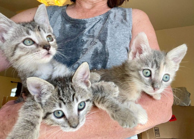 Animal Rescue , Transport , And Adoption - Pet Shelter and Rescue in Thatcher, Arizona