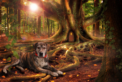 City Of Daingerfield - Pet Shelter and Rescue in Daingerfield, Texas