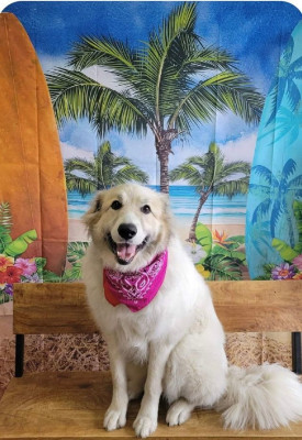 Rescue Me K9 Rescue, Inc. - Pet Shelter and Rescue in Oneida, New York