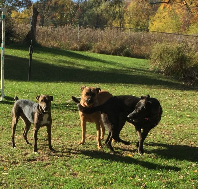 Good Shepherd K9 Rescue - K9adopt - Pet Shelter and Rescue in Latham, New York