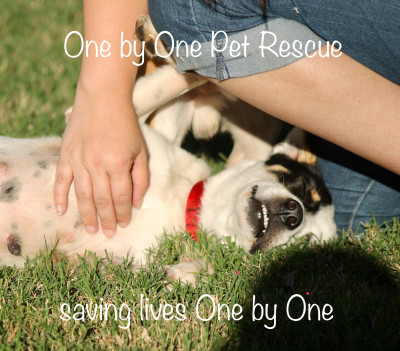 One By One Pet Rescue - Pet Shelter and Rescue in Lewisville, Texas