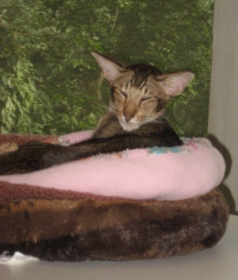 SimplyDivineKatz - Pet Shelter and Rescue in Temple, Pennsylvania