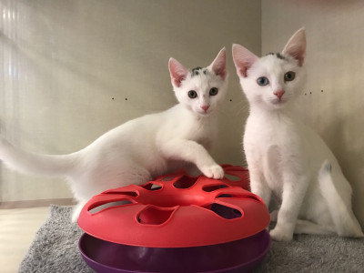 Compassionate Action Inc - Pet Shelter and Rescue in Selden, New York