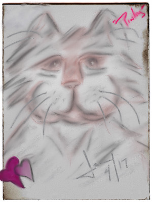 St. Felix Cat Rescue & Animals With Disabilities - Pet Shelter and Rescue in Los Angeles, California