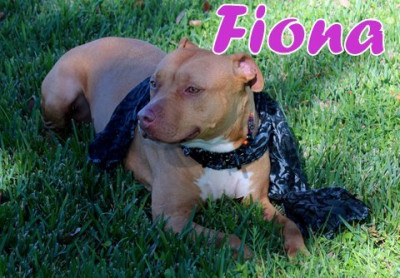 Angels Four Paws - Pet Shelter and Rescue in Humble, Texas