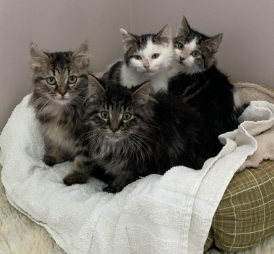 Creekside Critter Rescue - Pet Shelter and Rescue in Macomb, Michigan