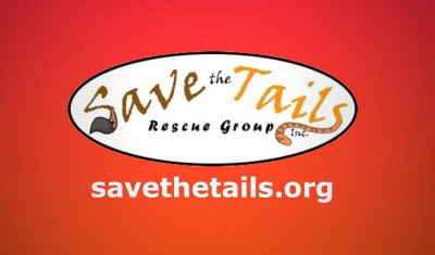 Save The Tails Rescue Group, Inc. - Pet Shelter and Rescue in Leesburg, Virginia