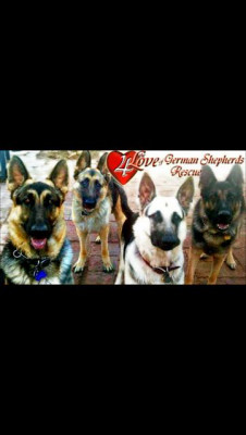 4 The Love Of German Shepherds Rescue - Pet Shelter and Rescue in Cave Creek, Arizona