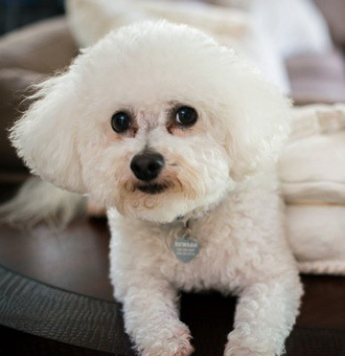 K9 Best Friends Forever - K9BFF Inc. - Pet Shelter and Rescue in Fresno, California