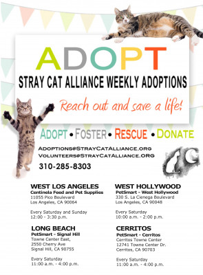 Stray Cat Alliance - Pet Shelter and Rescue in Los Angeles, California