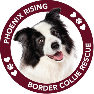 Phoenix Rising Border Collie Rescue - Pet Shelter and Rescue