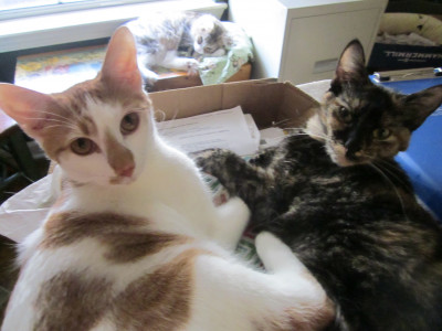 Kee Kitty Friends - Pet Shelter and Rescue in Rehobeth, Alabama