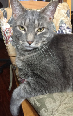 Crossed Paws Rescue - Pet Shelter and Rescue in Phillipsburg, New Jersey