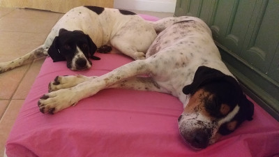 True Friend Rescue - Pet Shelter and Rescue in Lake Placid, Florida