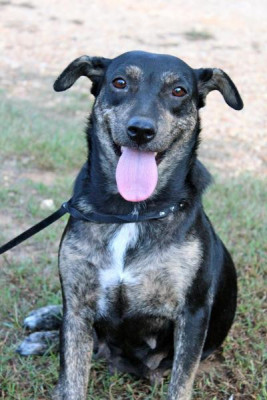 No Greater Love - Pet Shelter and Rescue in Fosters, Alabama