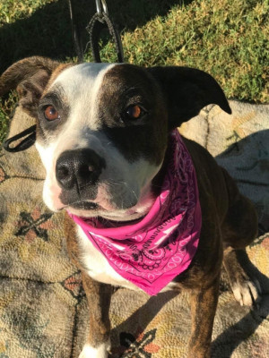 Humane Society Of Randolph Co Inc - Pet Shelter and Rescue in Pocahontas, Arkansas