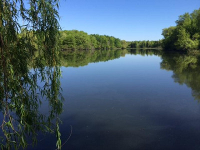 Land Of Lakes Dog Rescue - Pet Shelter and Rescue in Lakeville, Minnesota