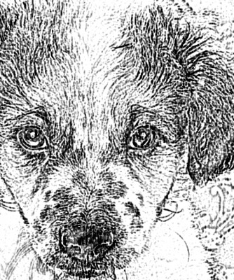 Caribbean Connection Puppy Rescue - Pet Shelter and Rescue in Hanson, Massachusetts