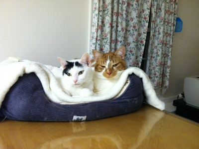 Duxbury Animal Control & Shelter - Pet Shelter and Rescue in Duxbury, Massachusetts