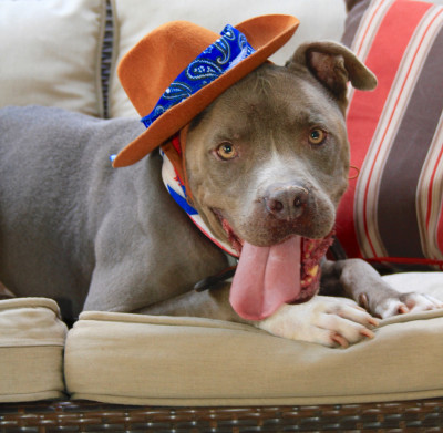 Pacific Coast Dog Rescue - Pet Shelter and Rescue in Burbank, California