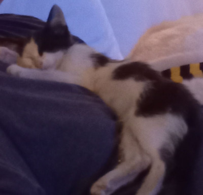 FOHA - Pet Shelter and Rescue