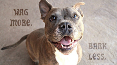 AZK9 - Pet Shelter and Rescue in Peoria, Arizona