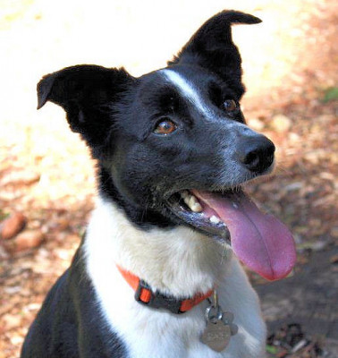 Runamuk Rescue - Pet Shelter and Rescue in Chico, California