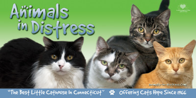 Animals In Distress - Pet Shelter and Rescue in Wilton, Connecticut